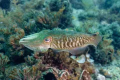Common cuttlefish in side view, green-tinged head and mottled brown mantle, swimming over soft coral and seaweed