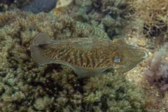 Common cuttlefish seen from above, mottled brown against a seabed of brown seaweed, the fin edge rippled