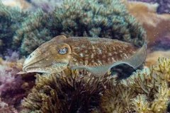 Common cuttlefish in profile, pale spots across a brown mantle, hovering over branching brown seaweed