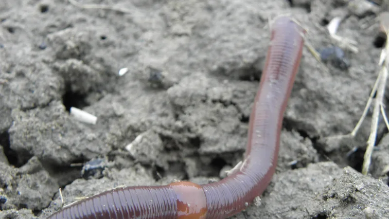 Common earthworm bent across bare soil, its swollen saddle band visible