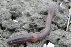 Common Earthworm