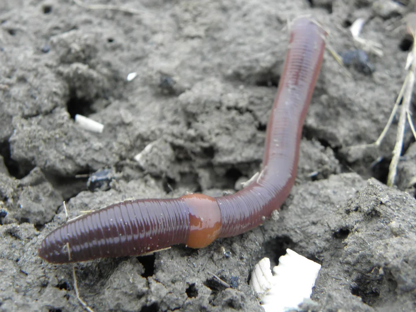 Common Earthworm