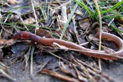 Long reddish earthworm stretched through damp leaf litter
