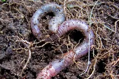 Pink earthworm coiled on dark crumbly soil among fine roots