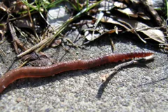 Earthworm stretched out over a flat stone beside dry grass