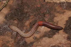 Common earthworm crawling over reddish clay soil