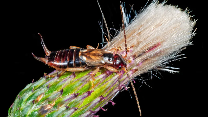 Common earwig climbing a thistle head, its curved pincers raised at the tail