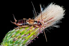 Common earwig climbing a thistle head, its curved pincers raised at the tail