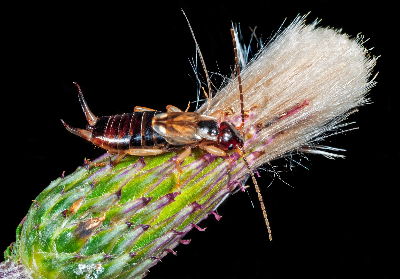 Common earwig climbing a thistle head, its curved pincers raised at the tail