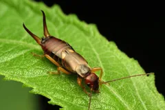 Male common earwig on a green leaf with strongly curved pincers