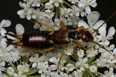 Common earwig among small white flowers, antennae spread wide