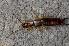 Common earwig walking across grey gravel, pincers at the rear