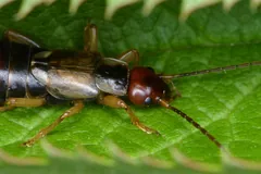 Common earwig stretched along a green leaf, side view