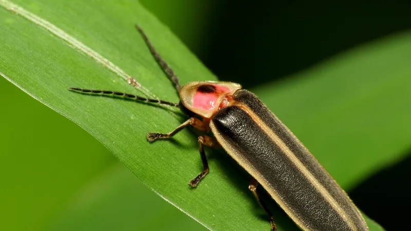 Common eastern firefly on a grass blade, red and yellow shield behind its head