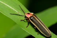 Common Eastern Firefly
