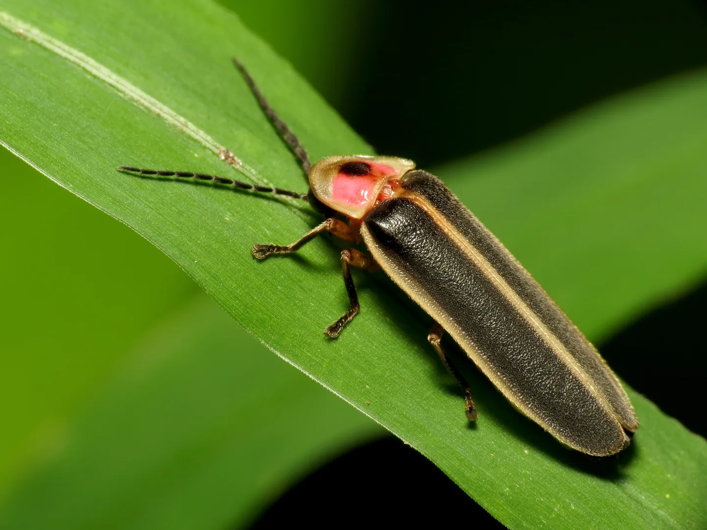 Common Eastern Firefly