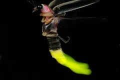 Firefly in flight with its abdomen glowing yellow-green