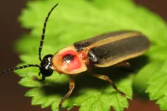 Firefly on a leaf, seen head-on with its antennae forward