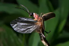 Firefly taking off with its hind wings spread