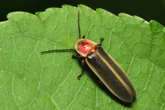 Firefly resting on a green leaf
