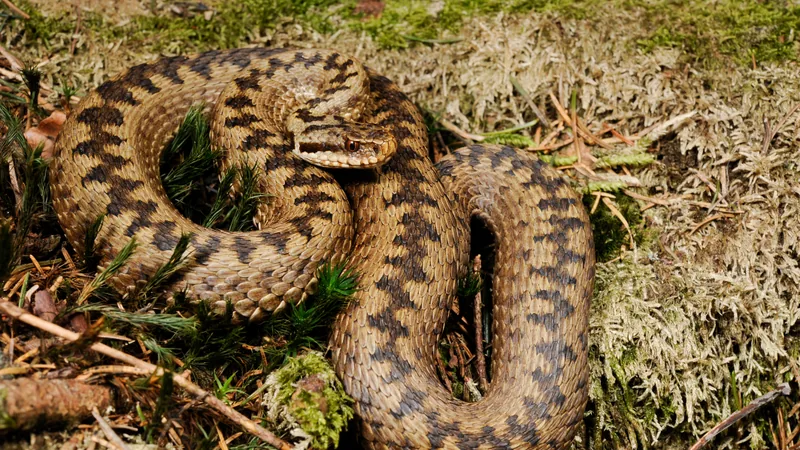 Common European adder coiled on the forest floor, the dark zigzag along its back clear