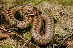Common European Adder