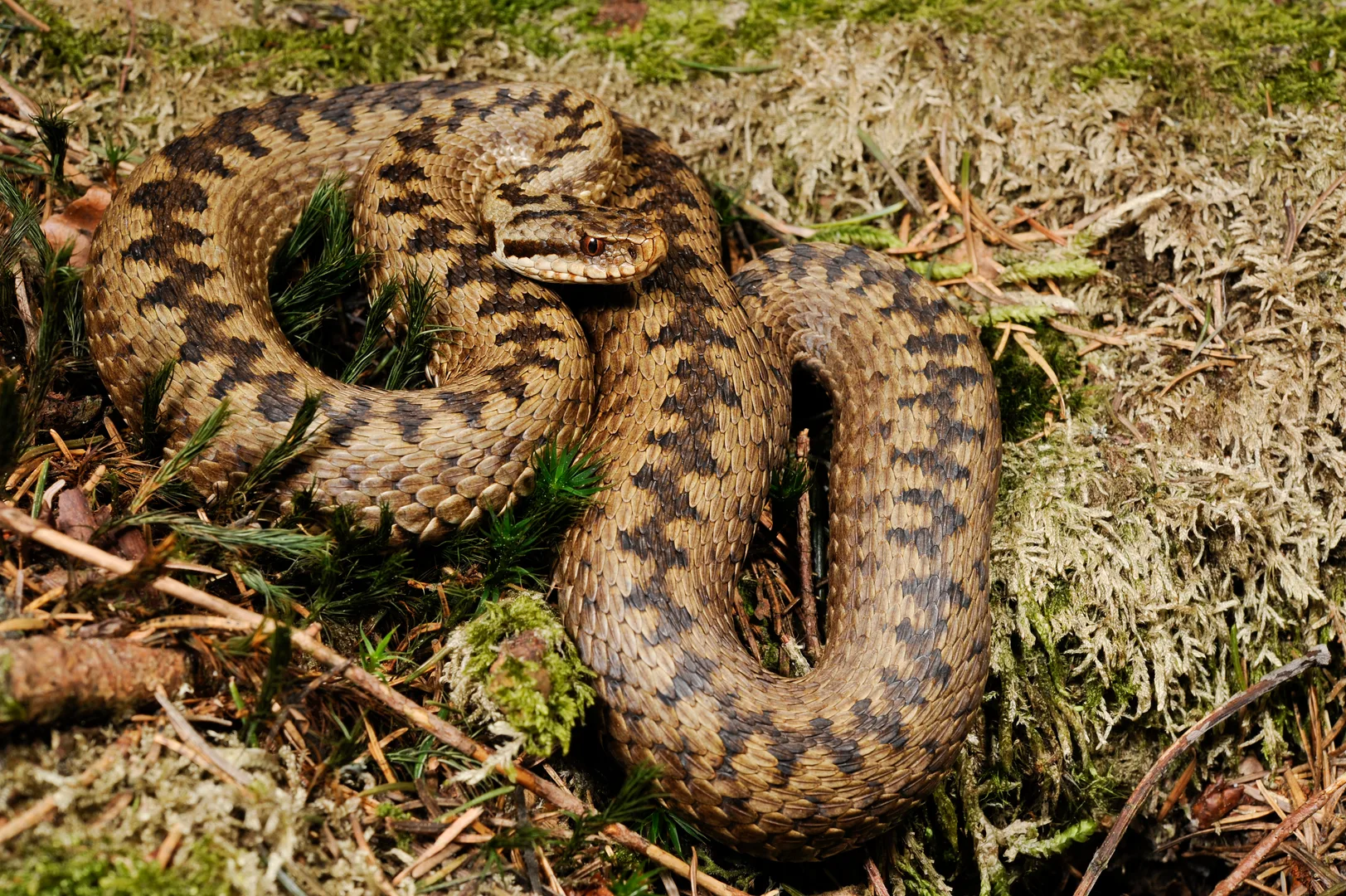 Common European Adder