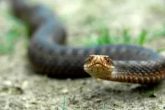 Common European adder with its head raised and neck drawn back in a defensive S