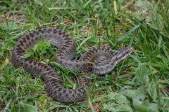 Female common European adder coiled in short grass on a Slovak hillside
