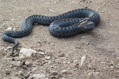 Blue-grey common European adder stretched across bare gravelly ground