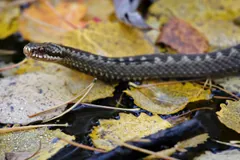 Dark common European adder gliding over fallen yellow birch leaves