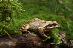Common Frog