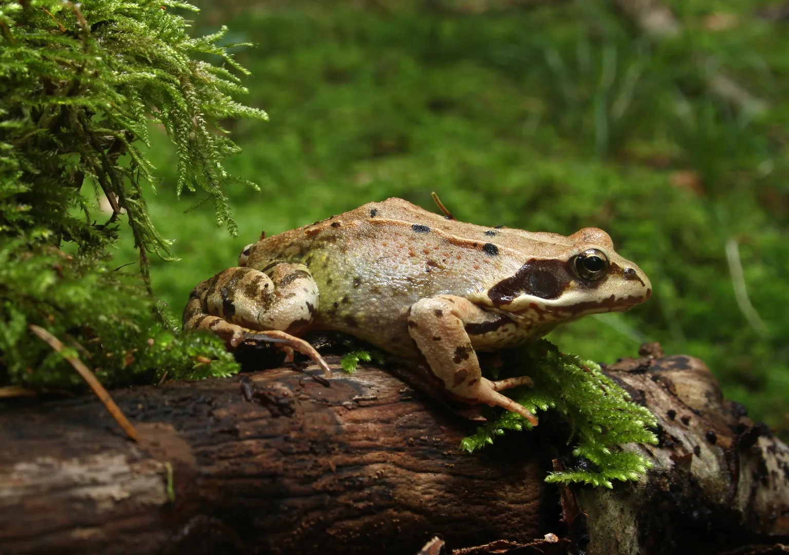 Brown common frog with a dark eye mask sitting on a mossy log