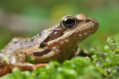Close view of a common frog's head with a dark patch behind the eye