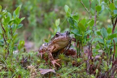 Reddish female common frog among low plants in a Swedish park