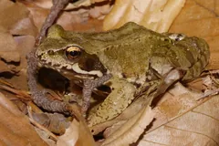 Common frog with a pale stripe along its side resting on dry leaves