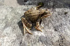 Spotted common frog sitting on a grey rock