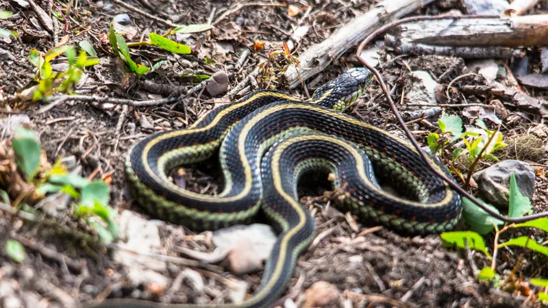 Common garter snake coiled on the forest floor, its yellow stripes running nose to tail