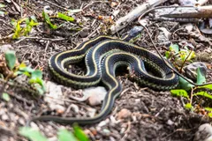 Common Garter Snake
