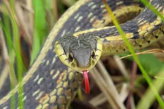 Common garter snake head-on in grass with its red forked tongue flicking out
