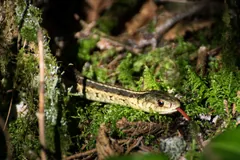 Common garter snake slipping through moss with its tongue out