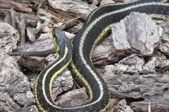 Common garter snake looped across grey bark and stones