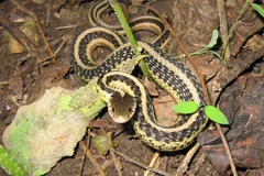 Common garter snake curled among dead leaves and green shoots