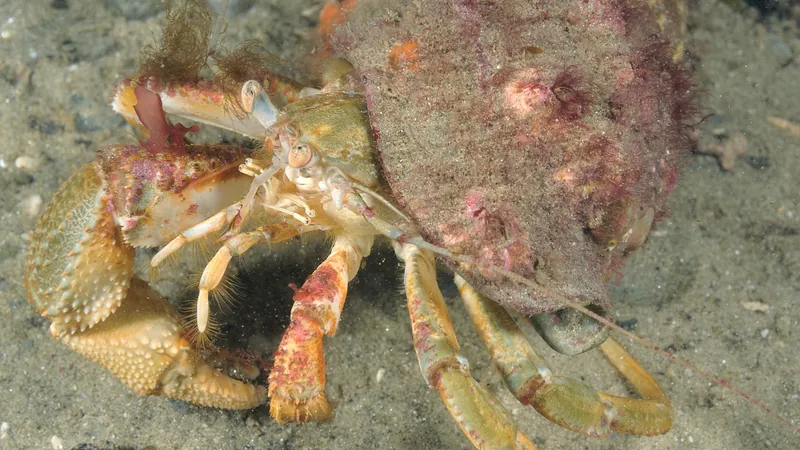 Common hermit crab with spiny orange claws walking on sandy seabed in a hydroid-furred shell