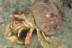 Common Hermit Crab