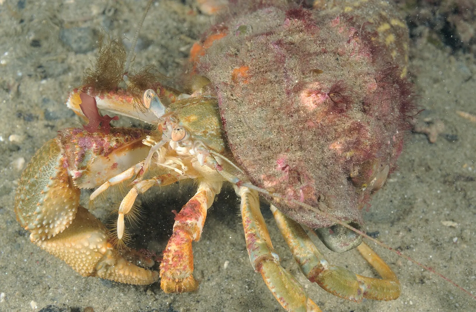 Common hermit crab with spiny orange claws walking on sandy seabed in a hydroid-furred shell