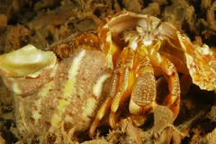 Common hermit crab peering out of a large whelk shell on a tube-covered seabed