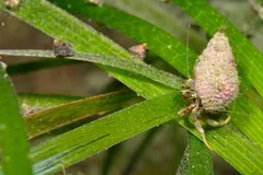 Common hermit crab in a small encrusted shell climbing across blades of eelgrass