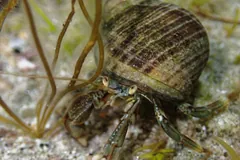 Common hermit crab in a striped topshell walking over sand between strands of seaweed
