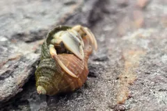 Common hermit crab in a whelk shell perched on a wet shoreline rock, claws tucked